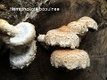 Hemipholiota populnea-amf1437
